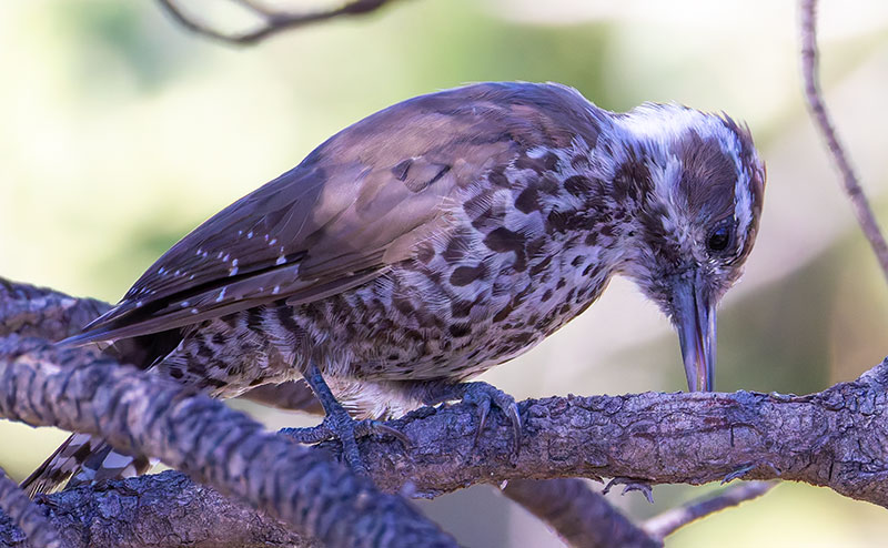 Arizona (Strickland's) Woodpecker Picoides arizonae 