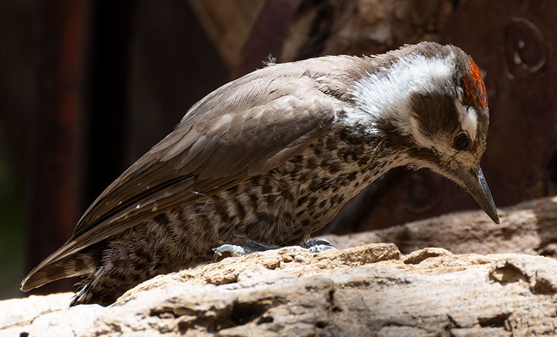 Arizona (Strickland's) Woodpecker Picoides arizonae 