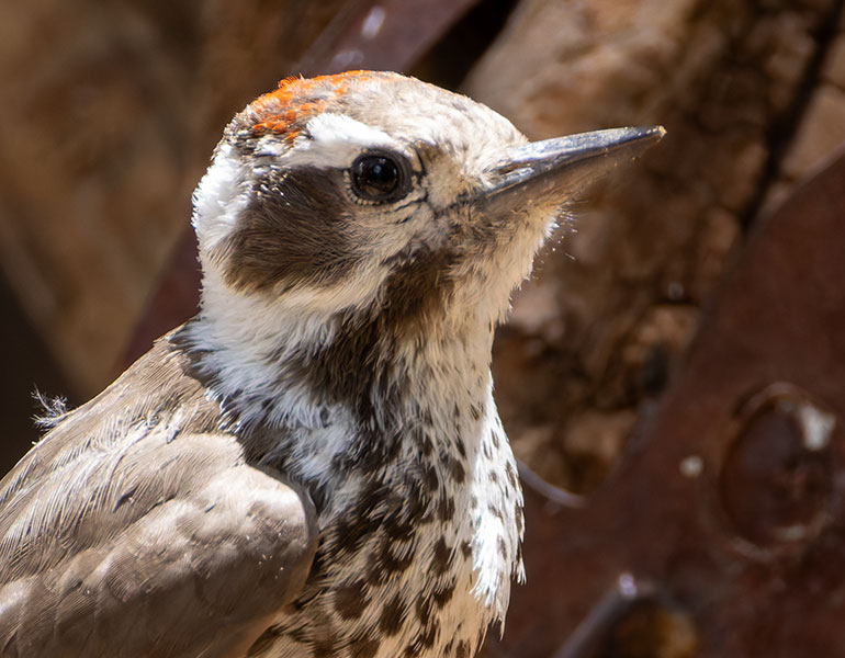 Arizona (Strickland's) Woodpecker Picoides arizonae 