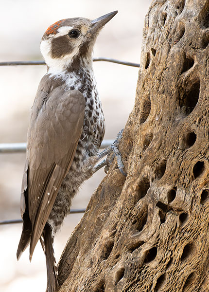 Arizona (Strickland's) Woodpecker Picoides arizonae 