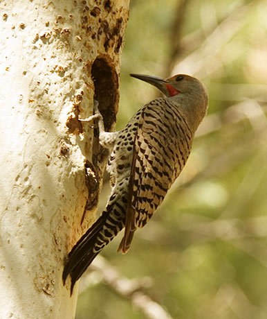 Northern Flicker, Red-shafted Colaptes auratus