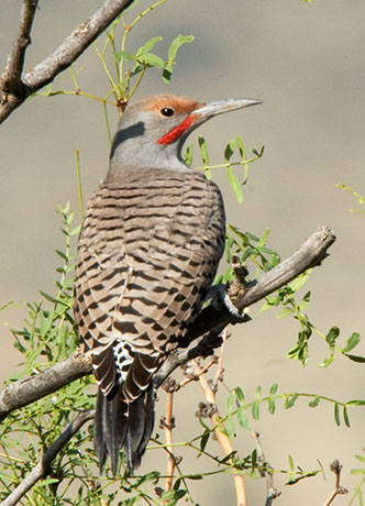 Northern Flicker, Red-shafted Colaptes auratus