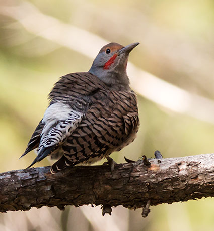 Northern Flicker, Red-shafted Colaptes auratus