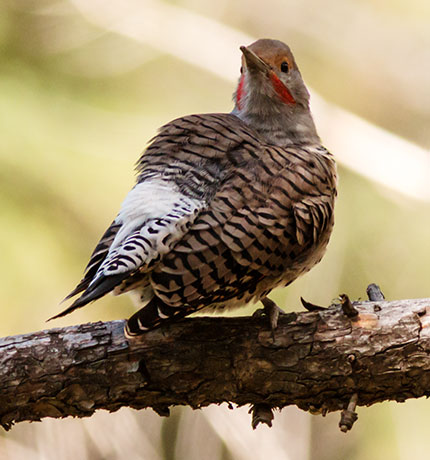 Northern Flicker, Red-shafted Colaptes auratus