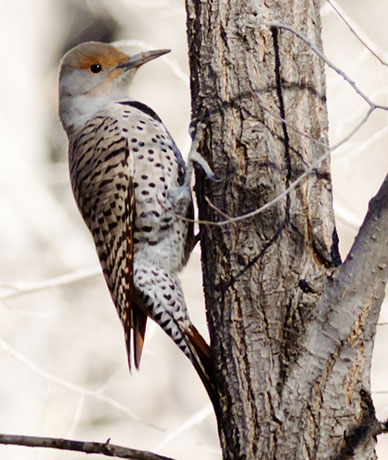 Northern Flicker, Red-shafted Colaptes auratus