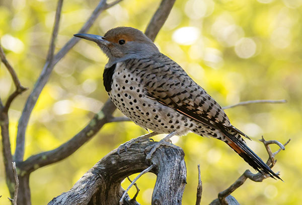 Northern Flicker, Red-shafted Colaptes auratus
