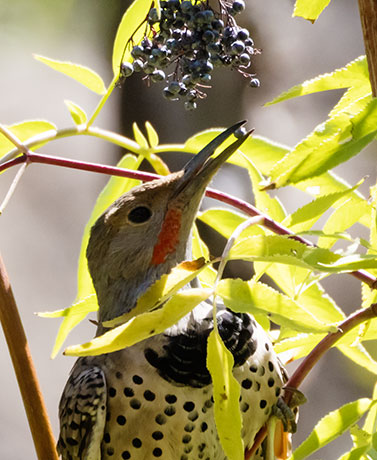 Northern Flicker, Red-shafted Colaptes auratus