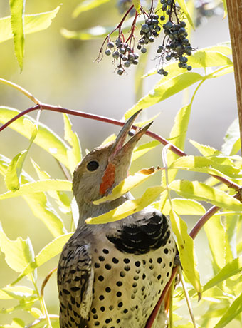 Northern Flicker, Red-shafted Colaptes auratus
