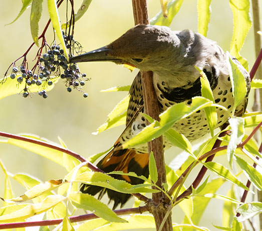 Northern Flicker, Red-shafted Colaptes auratus