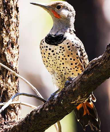 Northern Flicker, Red-shafted Colaptes auratus