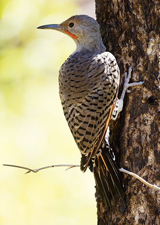 Northern Flicker, Red-shafted Colaptes auratus