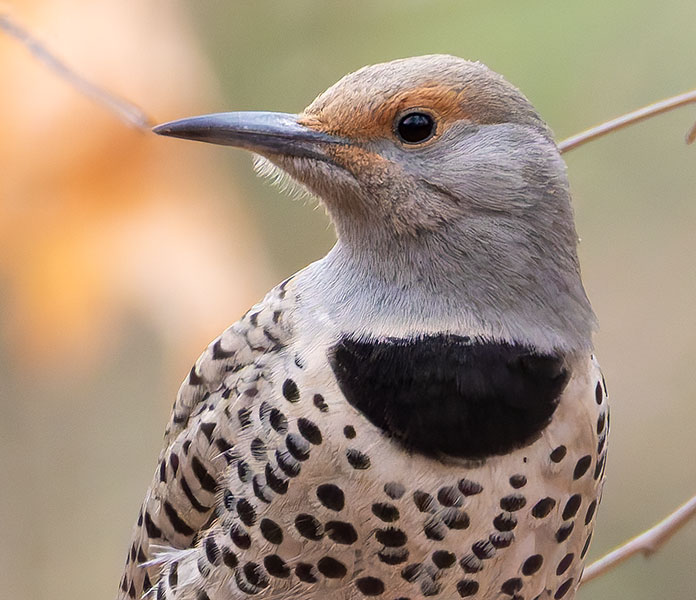 Northern Flicker, Red-shafted Colaptes auratus
