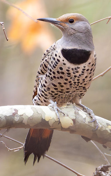 Northern Flicker, Red-shafted Colaptes auratus