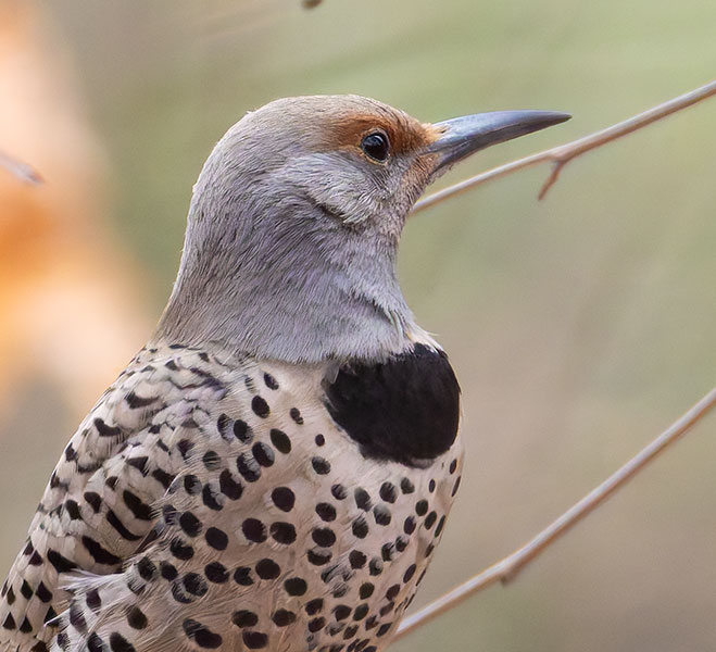 Northern Flicker, Red-shafted Colaptes auratus