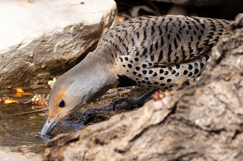 Northern Flicker, Red-shafted Colaptes auratus