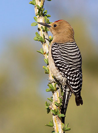 Gila Woodpecker Melanerpes uropygialis 