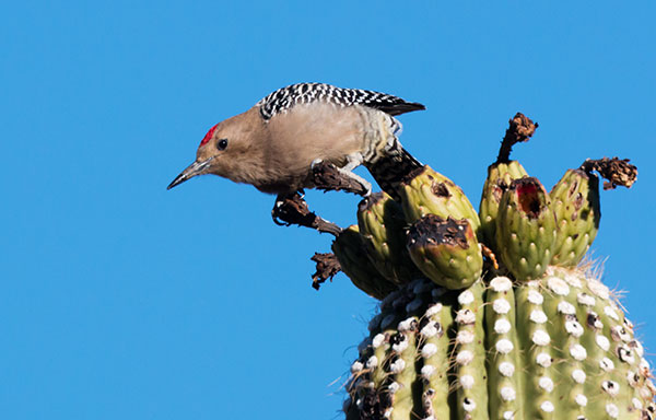 Gila Woodpecker Melanerpes uropygialis 