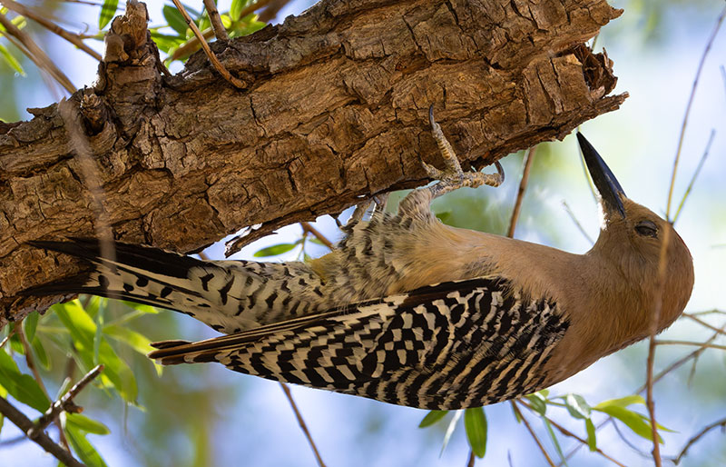 Gila Woodpecker Melanerpes uropygialis 
