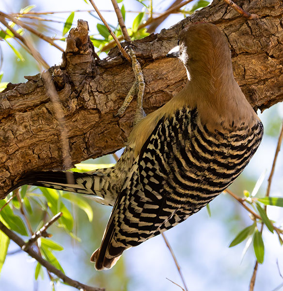 Gila Woodpecker Melanerpes uropygialis 