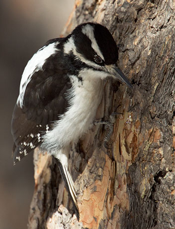 Hairy Woodpecker Picoides villosus 