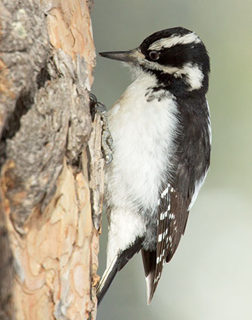 Hairy Woodpecker Picoides villosus 