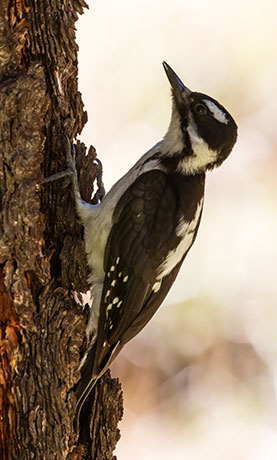 Hairy Woodpecker Picoides villosus 