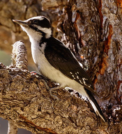 Hairy Woodpecker Picoides villosus 