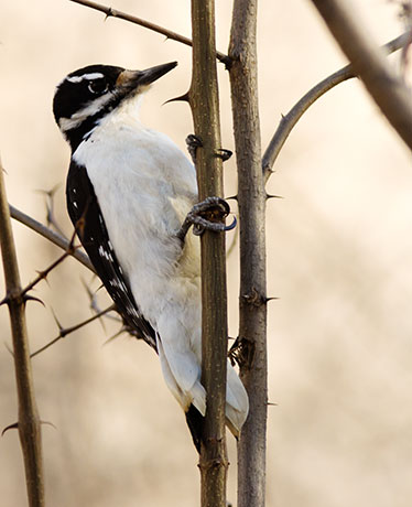 Hairy Woodpecker Picoides villosus 