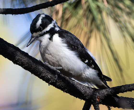 Hairy Woodpecker Picoides villosus 