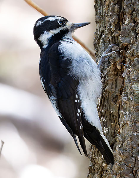 Hairy Woodpecker Picoides villosus 