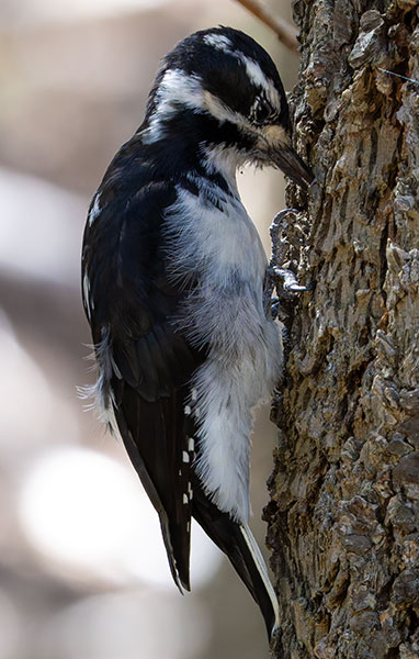 Hairy Woodpecker Picoides villosus 