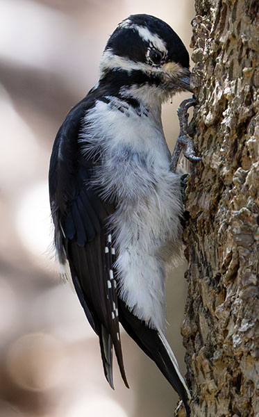 Hairy Woodpecker Picoides villosus 