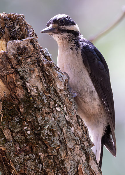 Hairy Woodpecker Picoides villosus 