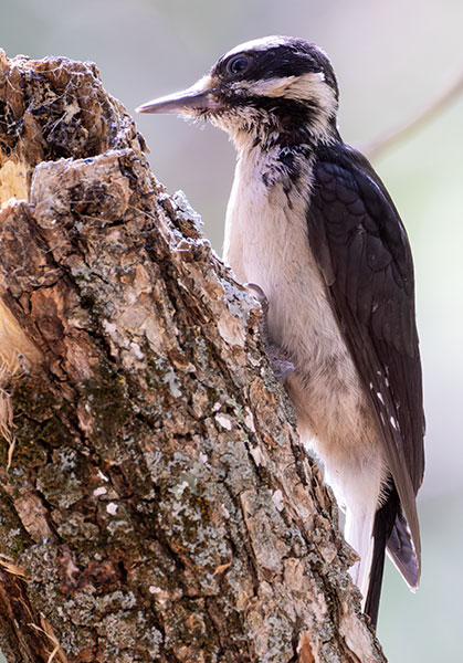 Hairy Woodpecker Picoides villosus 