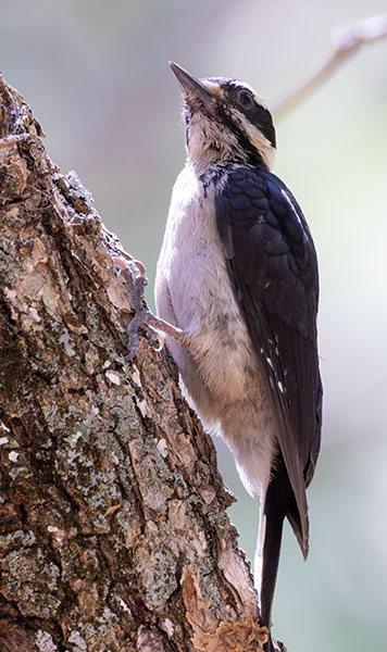 Hairy Woodpecker Picoides villosus 