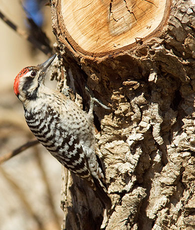 Ladder-backed Woodpecker Picoides scalaris