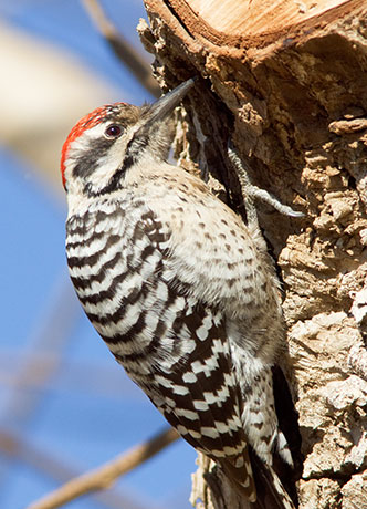 Ladder-backed Woodpecker Picoides scalaris