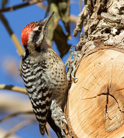 Ladder-backed Woodpecker Picoides scalaris