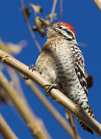 Ladder-backed Woodpecker Picoides scalaris