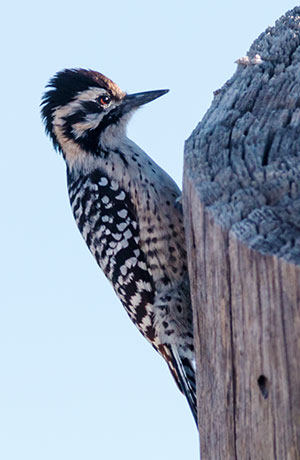 Ladder-backed Woodpecker Picoides scalaris