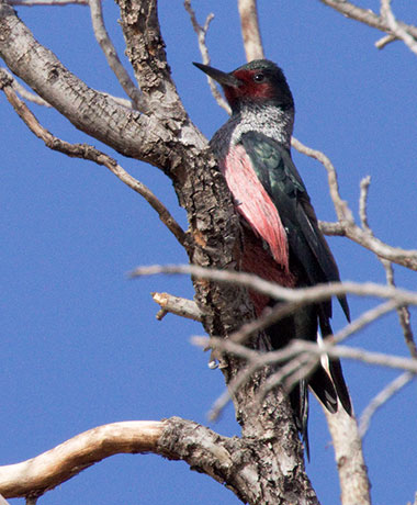 Lewis's Woodpecker Melanerpes lewis