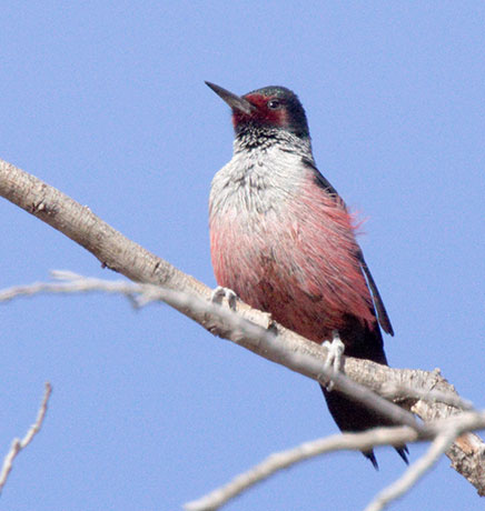 Lewis's Woodpecker Melanerpes lewis