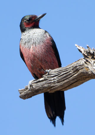 Lewis's Woodpecker Melanerpes lewis