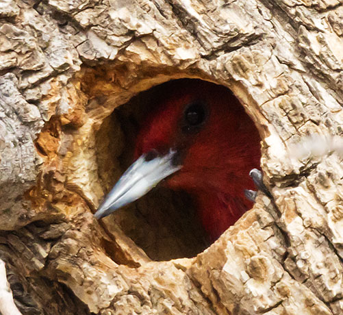 Red-headed Woodpecker Melanerpes erythrocephalus