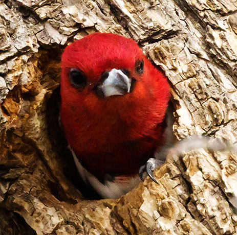 Red-headed Woodpecker Melanerpes erythrocephalus