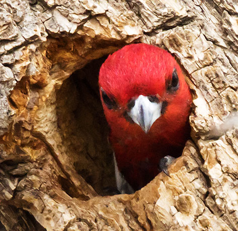 Red-headed Woodpecker Melanerpes erythrocephalus