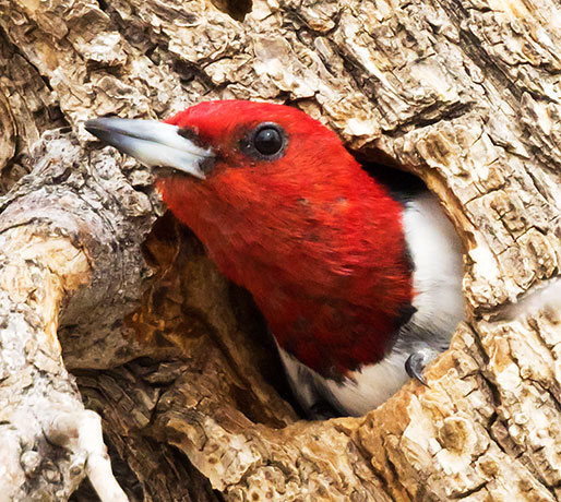 Red-headed Woodpecker Melanerpes erythrocephalus