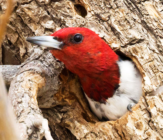 Red-headed Woodpecker Melanerpes erythrocephalus