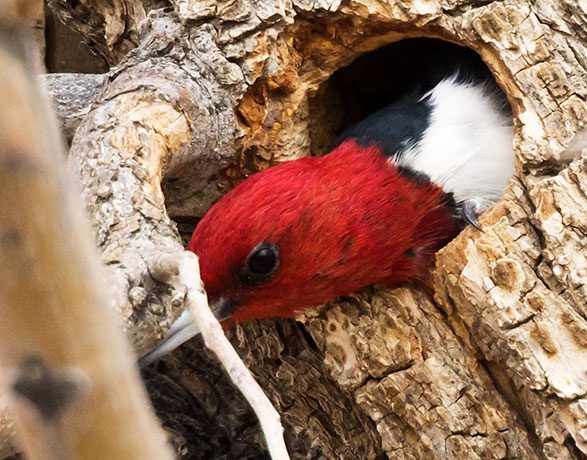 Red-headed Woodpecker Melanerpes erythrocephalus