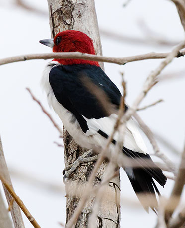 Red-headed Woodpecker Melanerpes erythrocephalus